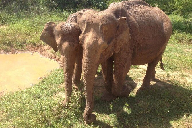 Minneriya National Park private safari - FAQ