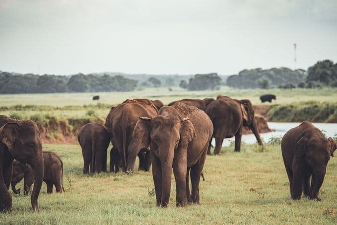 Minneriya National Park Private Safari - Key Points