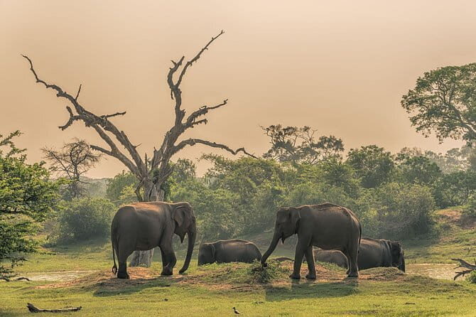 Minneriya National Park Private Safari - Who Should Consider This Safari?