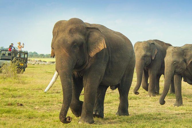 Minneriya National Park Private Safari from Habarana - In-Depth Review of the Safari Experience