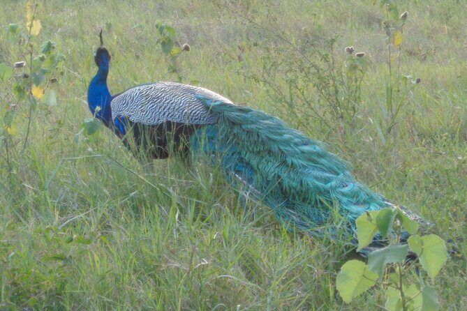 Minneriya National Park Private Safari from Habarana - Comfort and Transportation