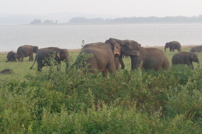 Minneriya National Park Private Safari from Habarana - The Extra Cost Consideration