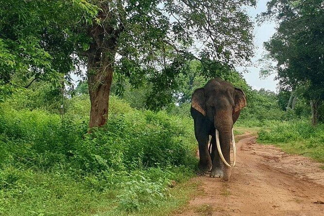 Minneriya National Park Private Safari Tour - Why This Tour Offers Great Value