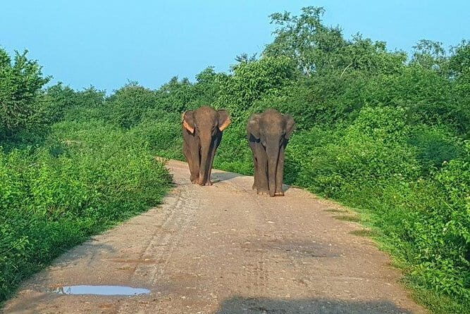 Minneriya National Park Private Safari Tour - Final Thoughts: Is It Worth It?
