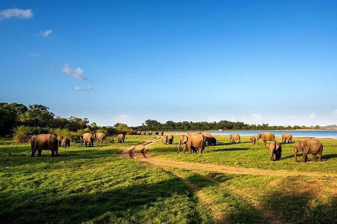 Minneriya National Park Safari from Habarana - An In-Depth Look at the Safari Experience