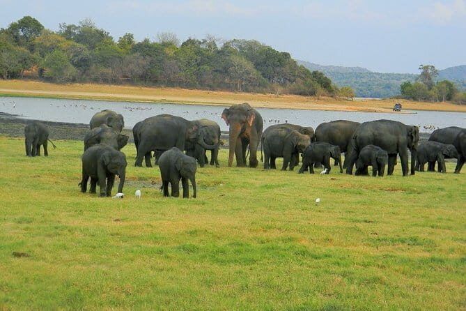 Minneriya National Park Safari | Jeep with Tickets - An In-Depth Look at the Minneriya National Park Safari
