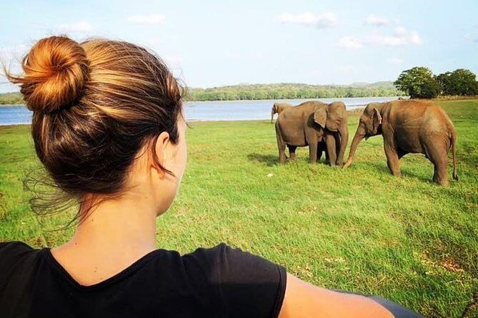 Minneriya national park safari with jeep From Colombo - A Detailed Look at the Minneriya Safari Experience