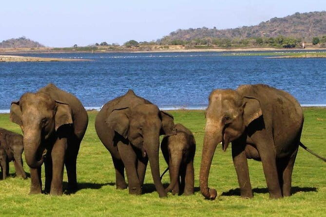 Minneriya Safari Tour from Habarana - FAQs