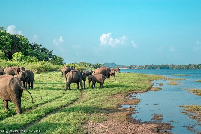 Minneriya Safari Tour from Sigiriya - Who Should Book This Tour?