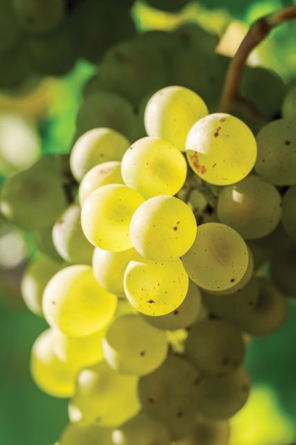 Minoan Path: Knossos Palace, Winery Visit, Lunch at Archanes - A Closer Look at the Itinerary and Experience