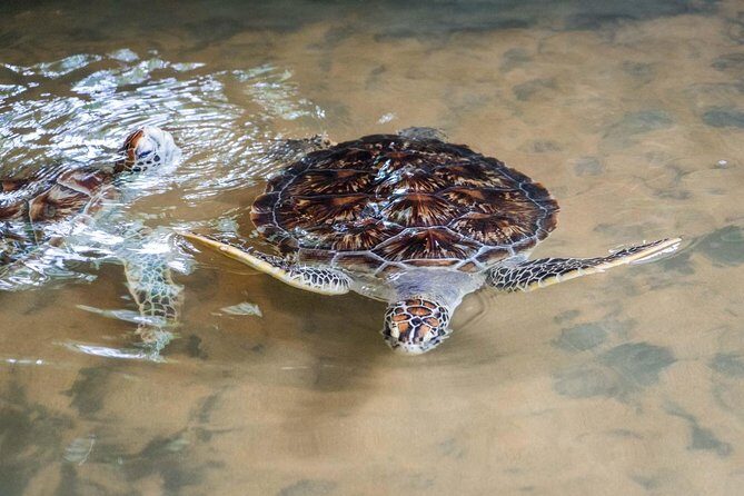 Mirissa Whale watching, Stilt Fishing & Turtle Tour From Colombo - Who Is This Tour Best Suited For?