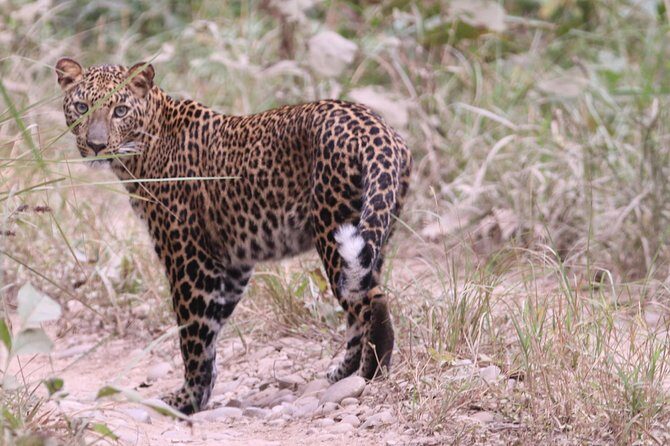 Mission Tiger, 4 days tour inside Chitwan National Park. - What We Love About This Tour