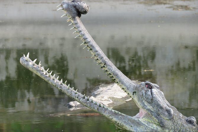Mission Tiger, 4 days tour inside Chitwan National Park. - Insights from Real Travelers