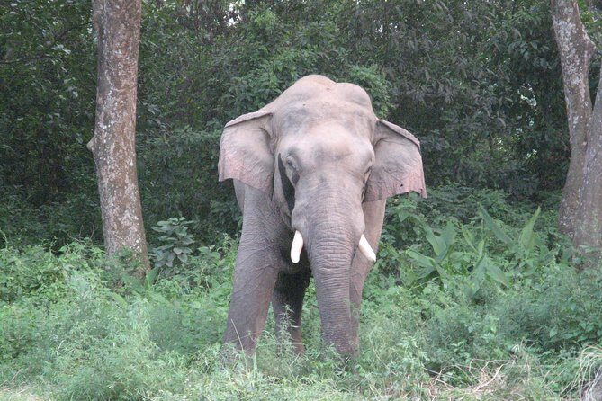 Mission Tiger, 4 days tour inside Chitwan National Park. - Who This Tour Is Best For