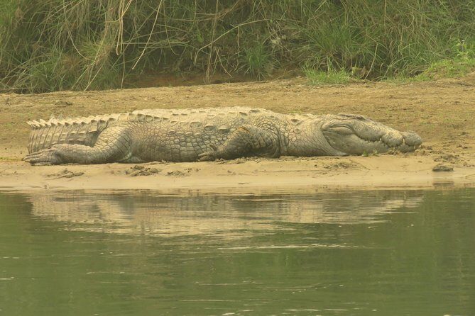 Mission Tiger, 4 days tour inside Chitwan National Park. - FAQs