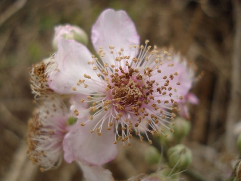 Mistra Valley and Selmun Private Nature Tour with Transport - FAQ – Your Practical Questions Answered