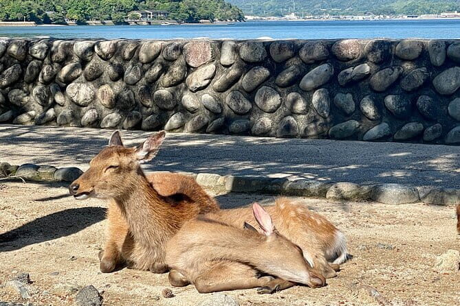 Miyajima Half-Day Private Experience with a Local - Transportation and Timing Considerations