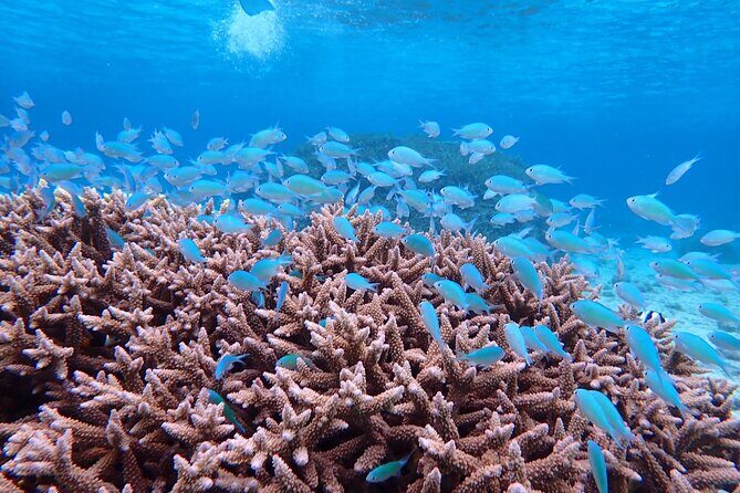 [Miyako Island / Full Day] Sea Turtle Snorkeling & SUP or Canoe - Who Will Love This Experience?