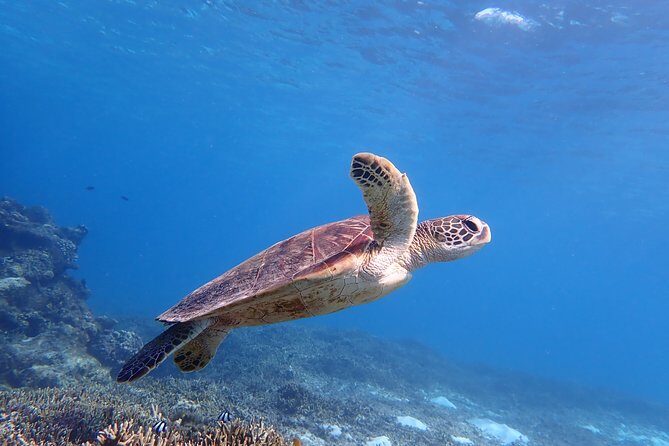 [Miyako Island / Half Day] Sea Turtle Snorkeling - An In-Depth Look at the Miyako Island Sea Turtle Snorkeling Tour