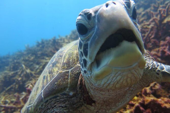 [Miyakojima, diving experience] Completely charter than 2 people Sea turtle and shark sometimes Madaratobiei! Skin diving at deeper points - Key Points