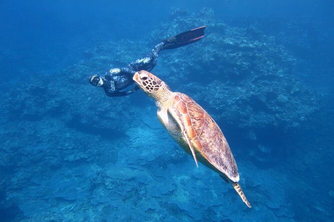 [Miyakojima, diving experience] Completely charter than 2 people Sea turtle and shark sometimes Madaratobiei! Skin diving at deeper points - The Itinerary and What to Expect