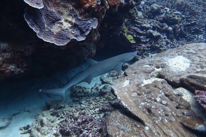 [Miyakojima, diving experience] Completely charter than 2 people Sea turtle and shark sometimes Madaratobiei! Skin diving at deeper points - Safety and Comfort