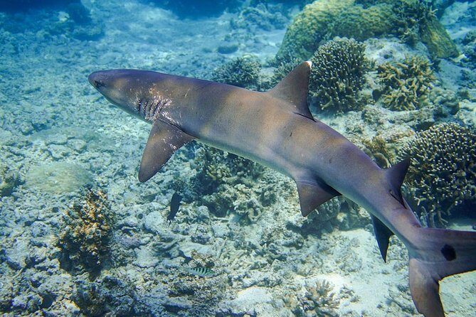 [Miyakojima, diving experience] Completely charter than 2 people Sea turtle and shark sometimes Madaratobiei! Skin diving at deeper points - Value for Money