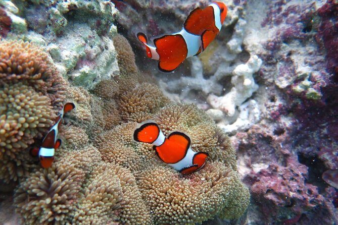 [Miyakojima Snorkel] Private tour from 2 people Enjoy from 3 years old! Enjoy Nemo, Coral and Miyako Blue - Key Points