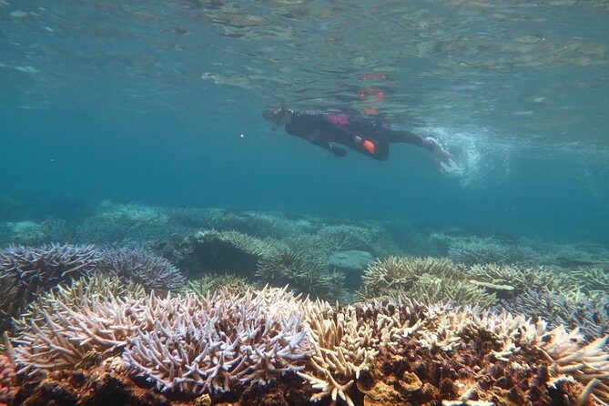 [Miyakojima Snorkel] Private tour from 2 people Enjoy from 3 years old! Enjoy Nemo, Coral and Miyako Blue - Exploring the Miyakojima Snorkel Private Tour in Detail