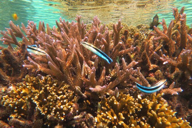 [Miyakojima Snorkel] Private tour from 2 people Enjoy from 3 years old! Enjoy Nemo, Coral and Miyako Blue - The Photos: Capturing Your Moment in the Sea