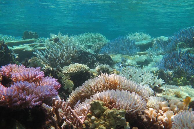 [Miyakojima Snorkel] Private tour from 2 people Enjoy from 3 years old! Enjoy Nemo, Coral and Miyako Blue - Optional Gear Rentals: Comfort at a Cost