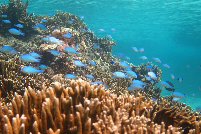 [Miyakojima Snorkel] Private tour from 2 people Enjoy from 3 years old! Enjoy Nemo, Coral and Miyako Blue - What You’ll Love About This Tour