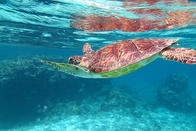 [Miyakojima Snorkel] Private tour from 2 people Let's look for sea turtles! Snorkel tour that can be enjoyed from 3 years old - Practical Details and Tips