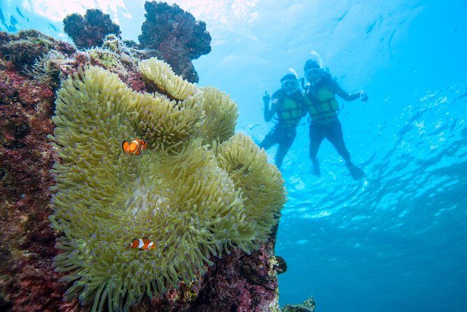 Miyakojima / Snorkel tour to enjoy coral and fish - Exploring Miyakojimas Underwater Wonderland: A Snorkel Tour Review