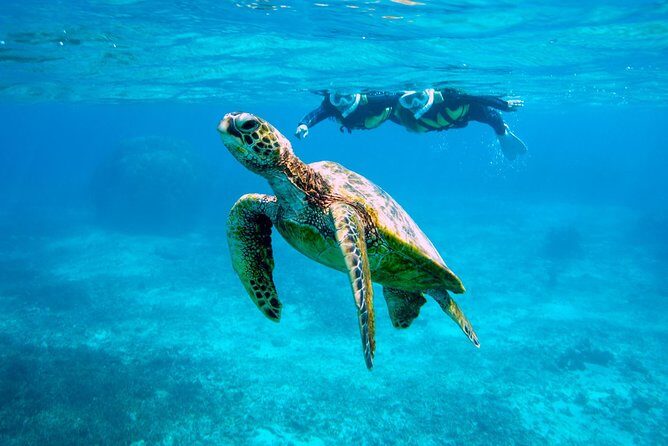 Miyakojima / Snorkel tour to swim with sea turtles - Practical Tips for Travelers