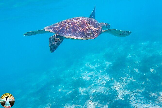 Moalboal Island Hopping (Pescador Island, Sardines and Turtles) - Who Would Love This Tour?