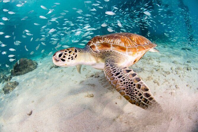 Moalboal Sardines Run Private Tour w/ Transfers Option - The Experience in Detail