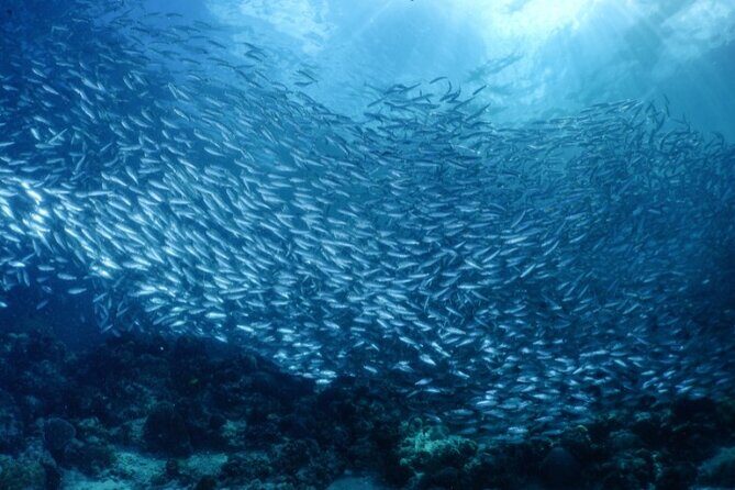 Moalboal Sardines Run Private Tour w/ Transfers Option - Additional Experiences and Similar Tours
