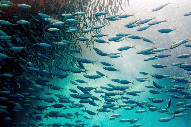 Moalboal Sardines Run Private Tour w/ Transfers Option - Final Thoughts