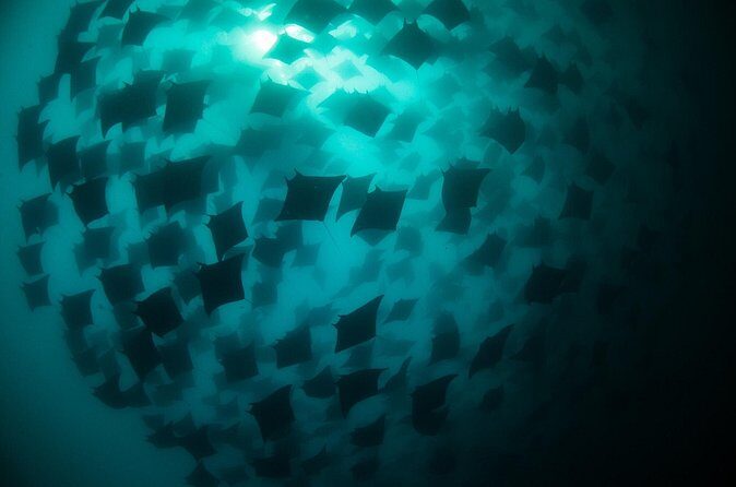Mobula Ray Snorkeling - Authentic Experiences and Real Traveler Feedback