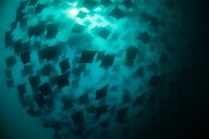 Mobula Ray Snorkeling - Final Thoughts