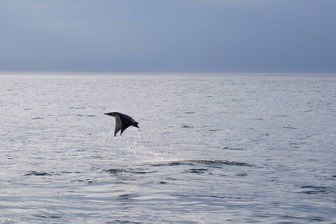 Mobula Ray Snorkeling - FAQ