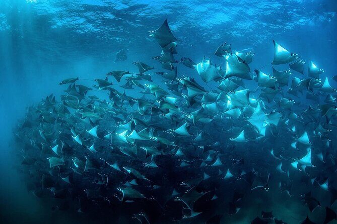 Mobula Ray Snorkeling with Photos Included - Introduction: A Unique Snorkeling Adventure in Cabo San Lucas