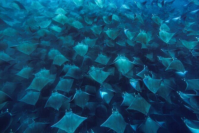 Mobula Ray Snorkeling with Photos Included - Key Points