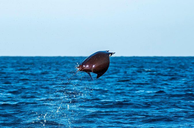 Mobula Ray Snorkeling with Photos Included - FAQs