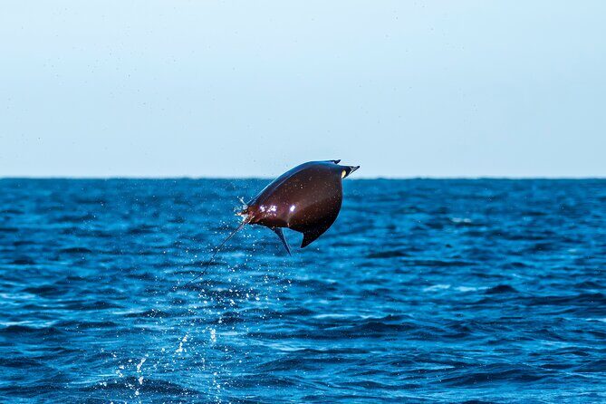 Mobula Ray Snorkeling with Photos Included - Final Summary
