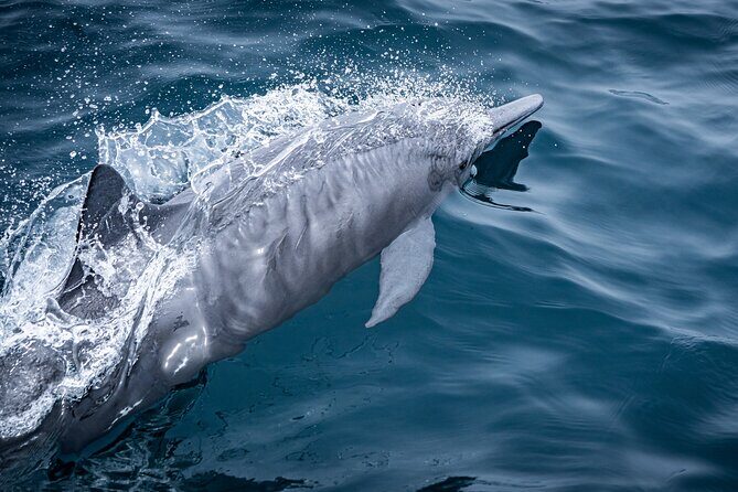 Mobulas and Cetaceans Day Trip - The Value of the Experience