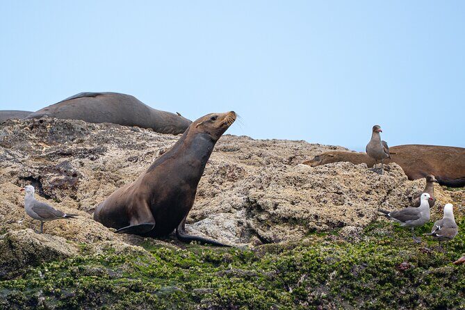 Mobulas and Cetaceans Day Trip - Who Will Love This Trip?