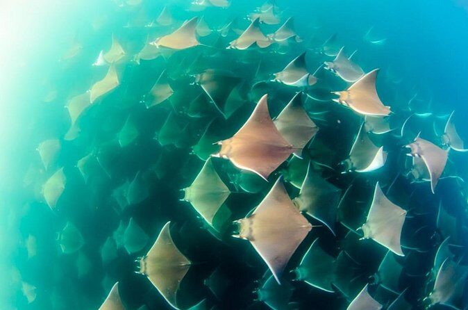 Mobulas Safari and Wildlife in La Ventana with a Marine Biologist - FAQs