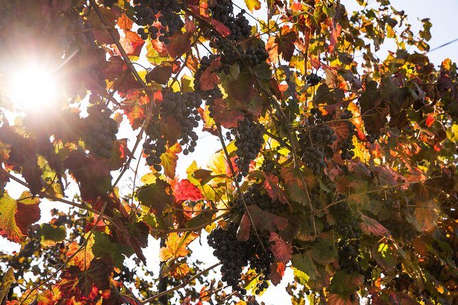 Modena area: Balsamic Vinegar Aceto Tasting Experience - Exploring the Balsamic Vinegar Tasting Tour in Detail